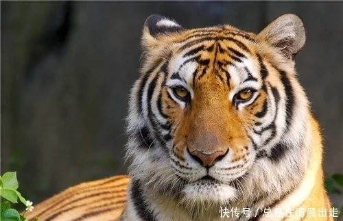 <b>中国将5只华南虎放养到非洲草原，繁衍到15只后</b>