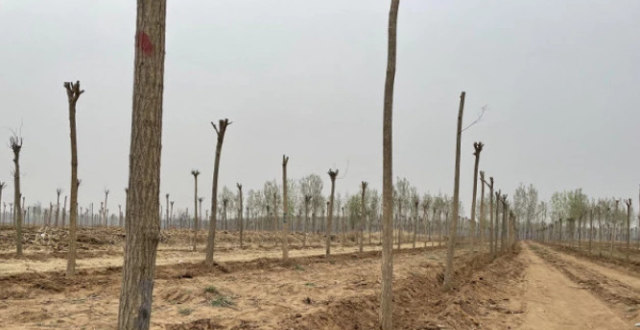 唐山“耕地种树”初查通报：彻底整改，对448亩