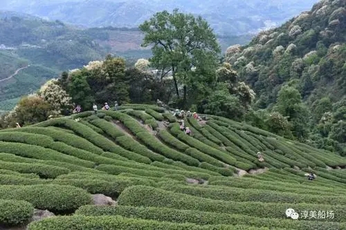 源于深山 自然好茶--伴壶椿 红茶上市