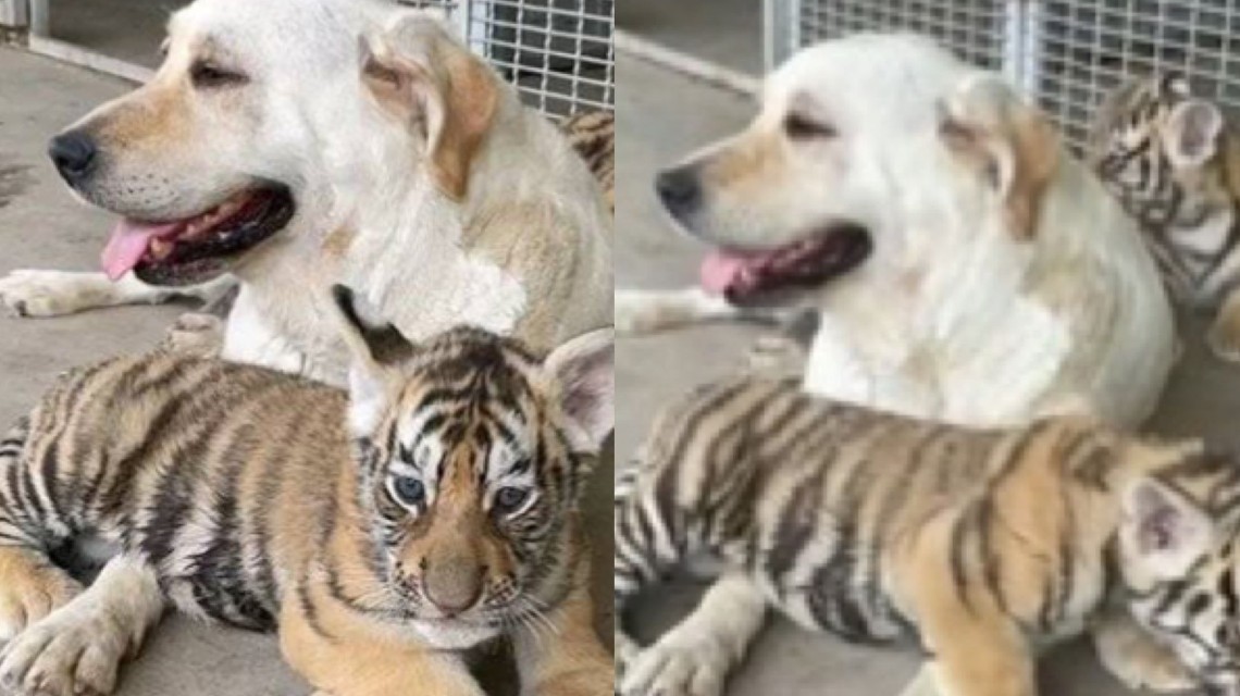 <b>虎妈妈不喂奶动物园找狗喂虎崽</b>