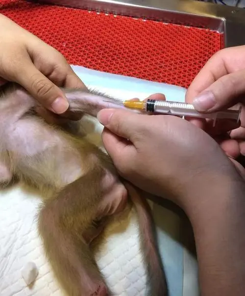 中国发现首例人类感染猴B病毒致死病例，中疾控