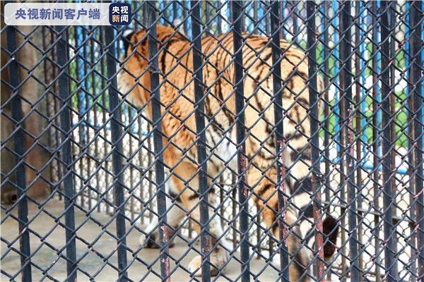 <b>安徽一动物园饲养员遭老虎攻击死亡，市民透露</b>