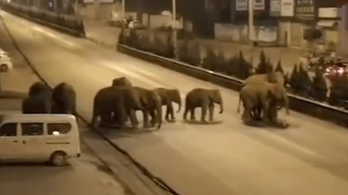 <b>15头亚洲象进入云南峨山县城 街道人群已被疏散</b>