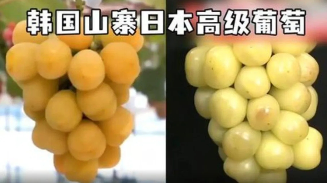 <b>韩国果农偷日本葡萄品种后诡辩</b>