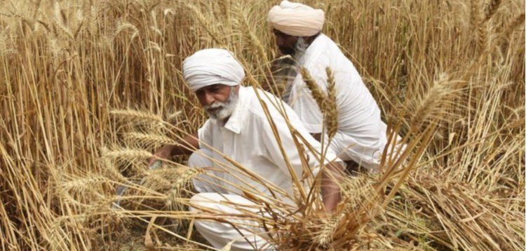 <b>印度禁小麦出口　市场忧粮价再涨</b>