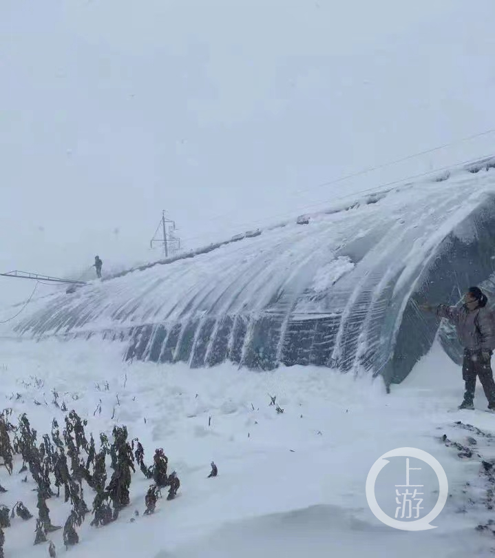 ▲通辽市农户大棚受暴雪影响。图片来源/受访者