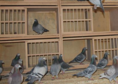 <b>肉鸽养殖的特点 养殖过程中有什么特别注意的？</b>